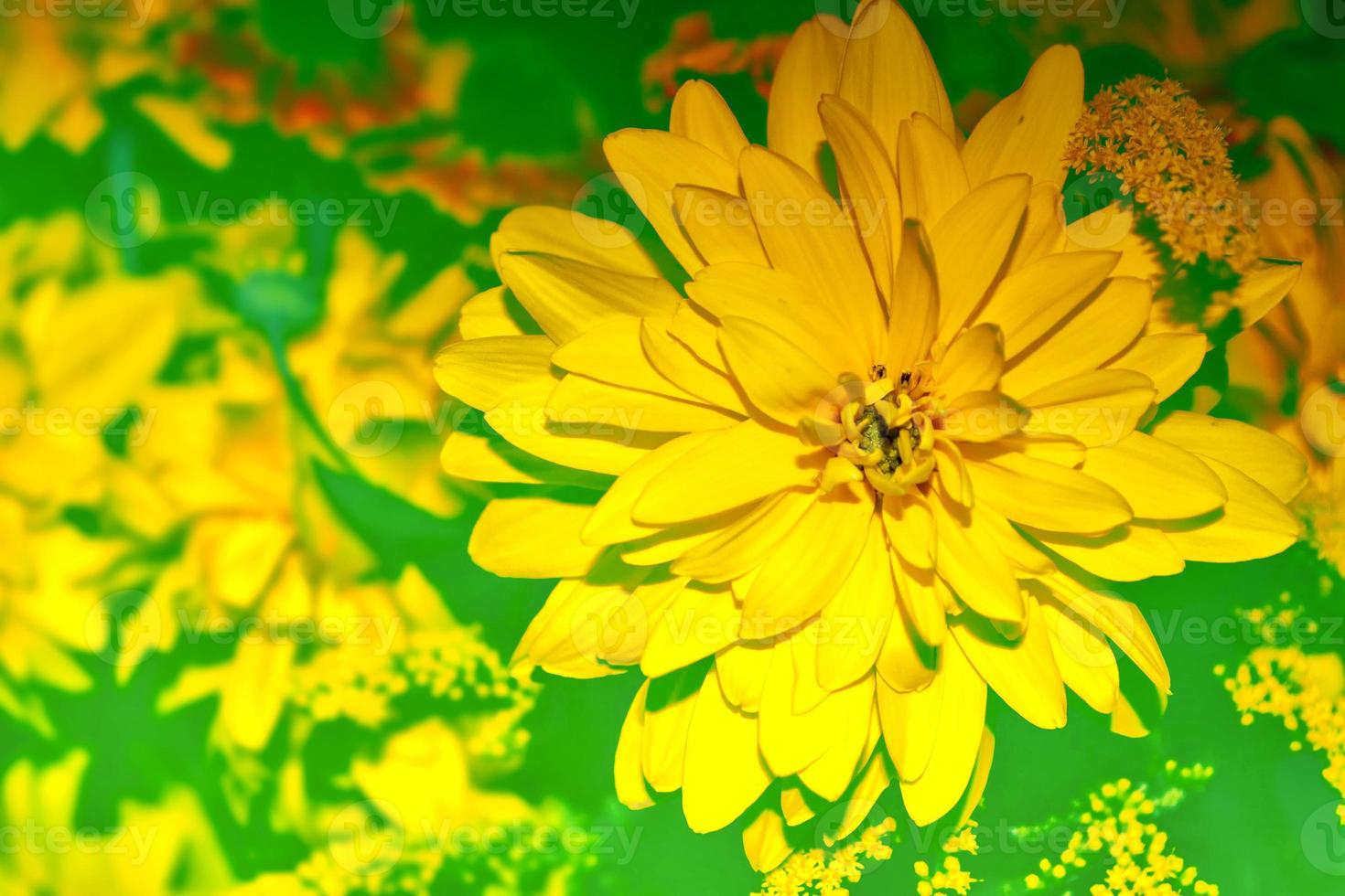 Colorful dahlia flowers on a background of the autumn landscape photo