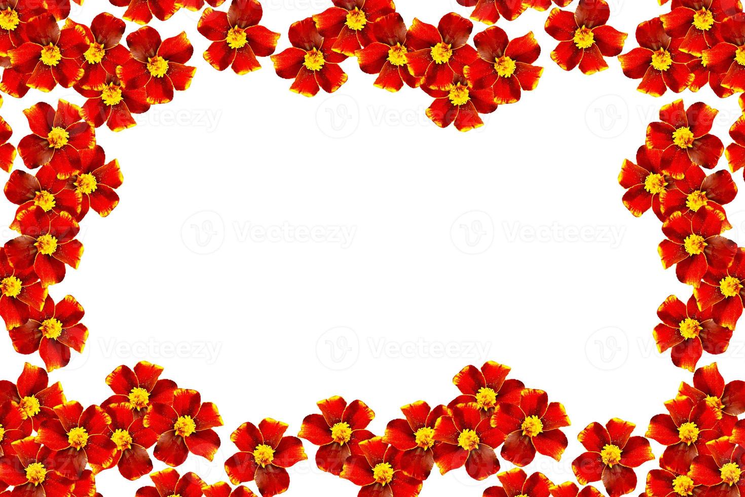 Marigold flowers isolated on white background photo