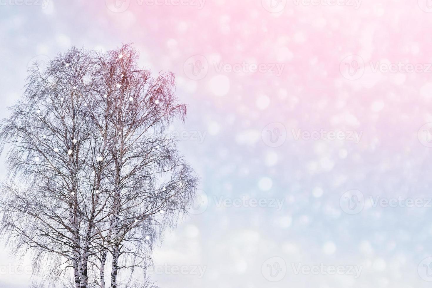 Frozen winter forest with snow covered trees. photo