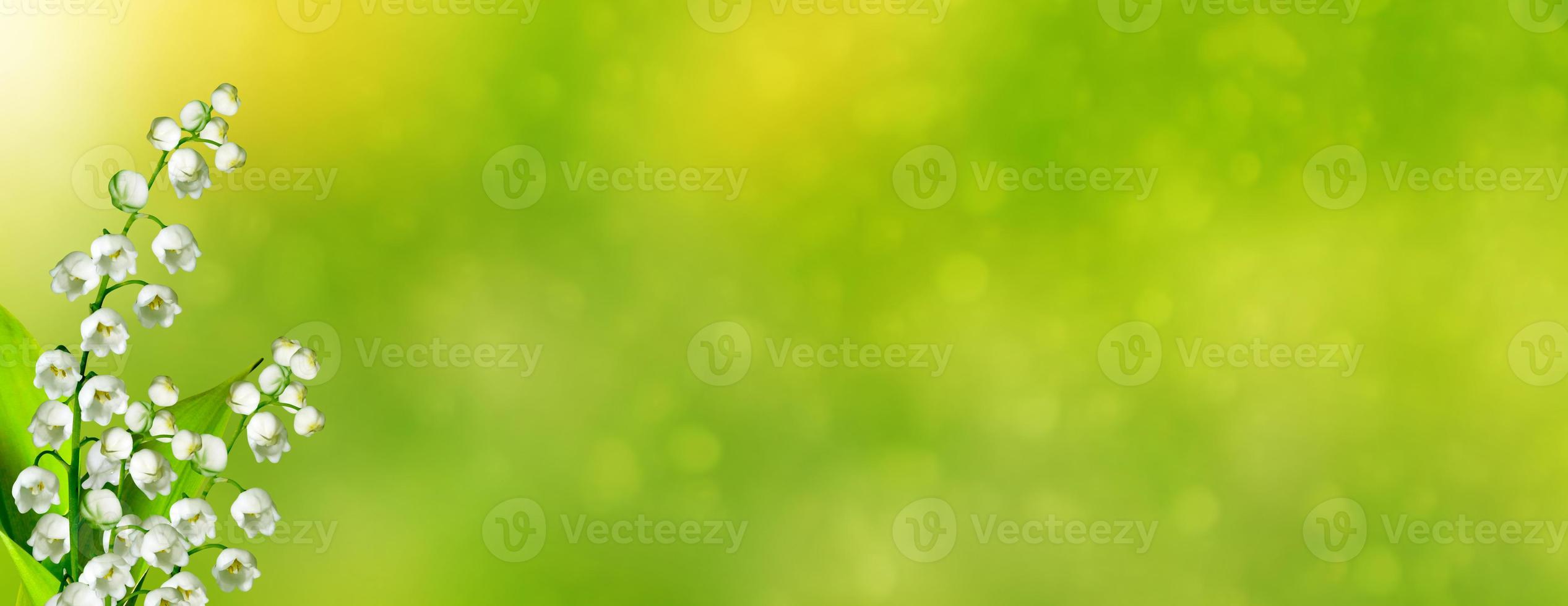 Spring landscape. flowers lily of the valley photo