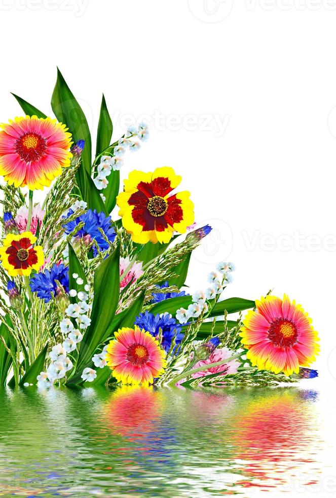 Colorful flowers of the field photo
