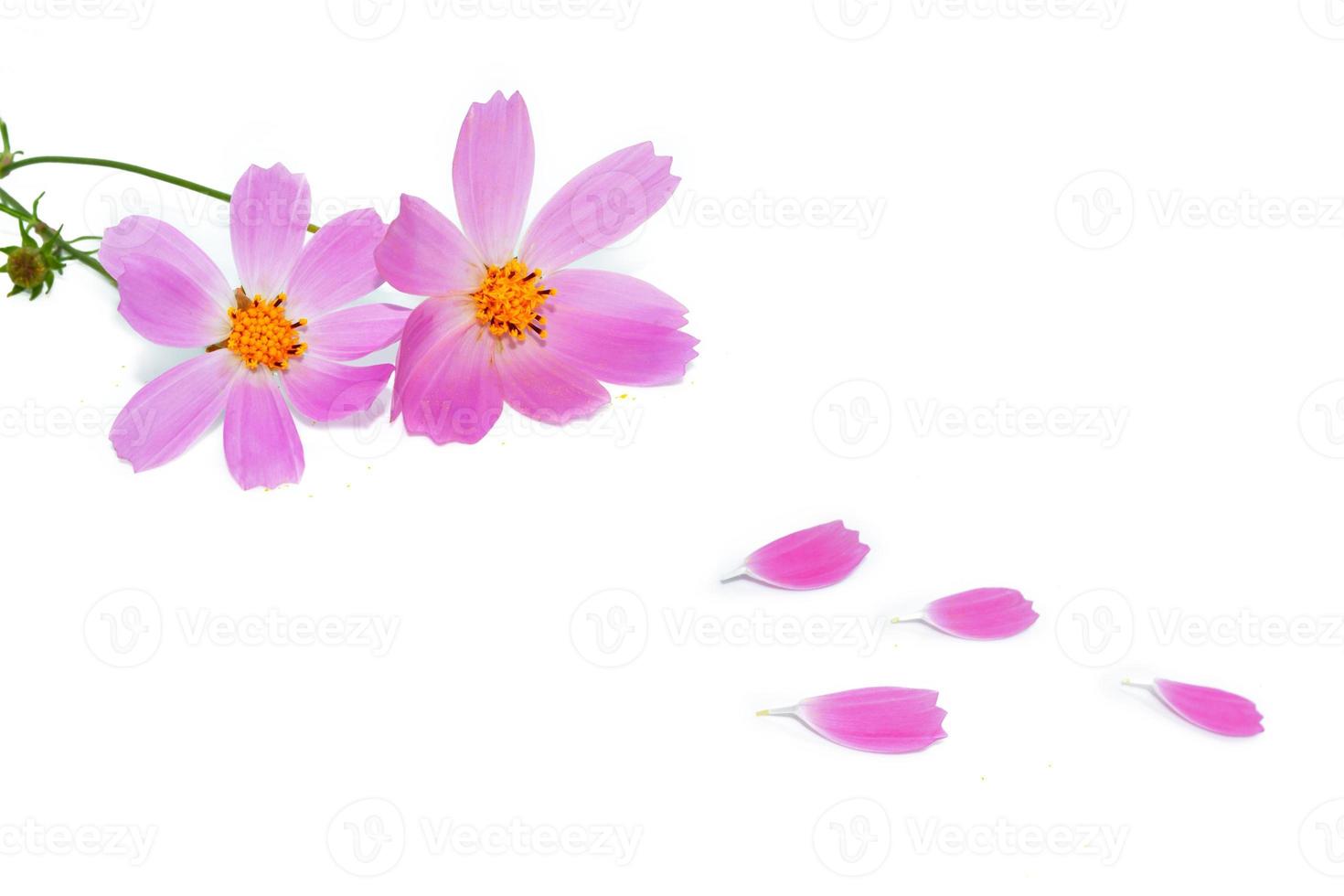 Bright colorful cosmos flowers . Petals. photo