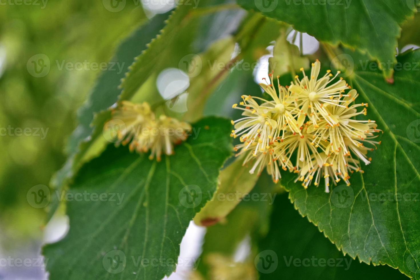 Sprig of flowering linden tree on the background of the spring landscape. photo