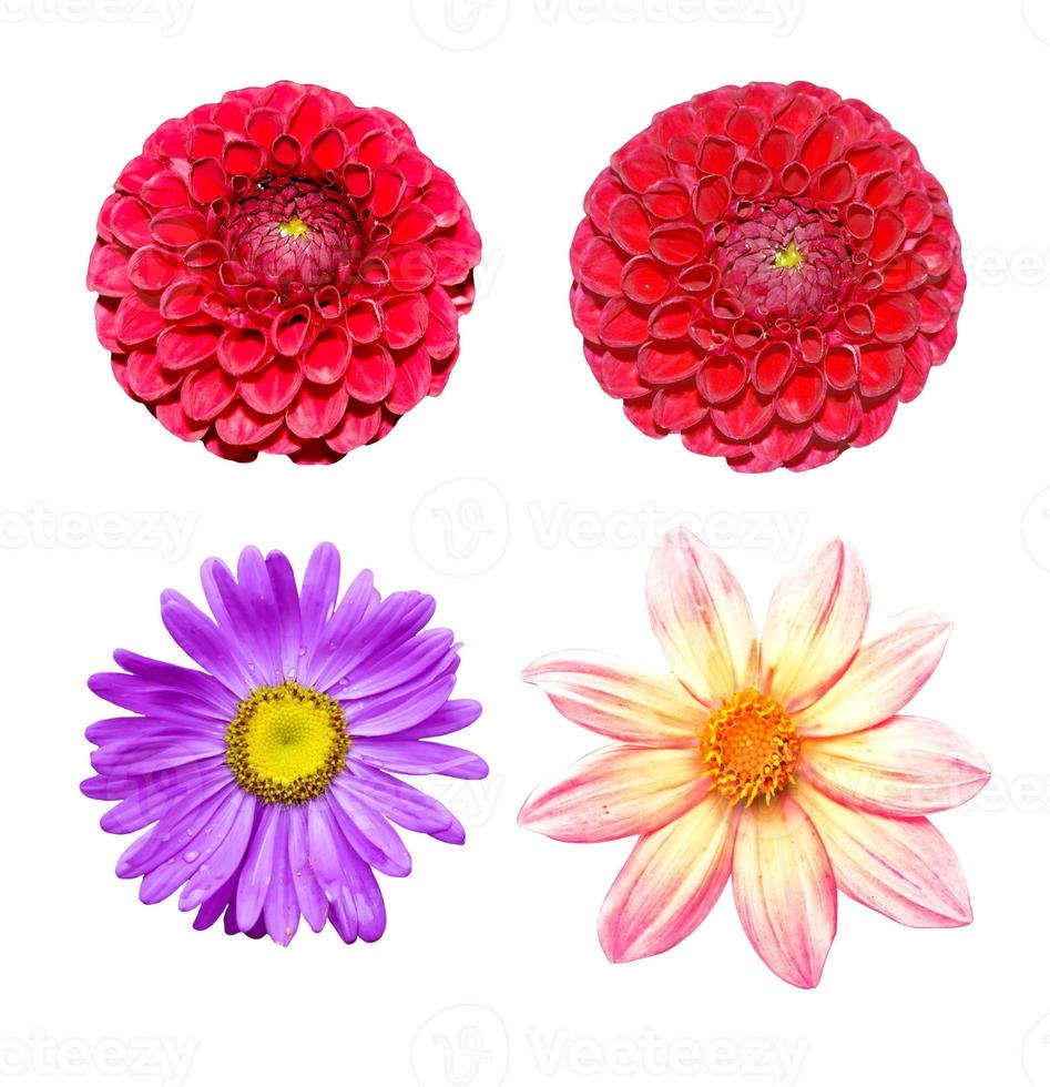 colorful bright flowers isolated on white background photo