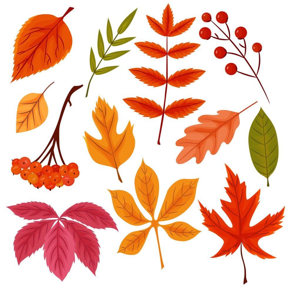 colección de diferentes hojas de otoño. follaje de dibujos animados vectoriales para el diseño de otoño aislado en un fondo blanco. vector