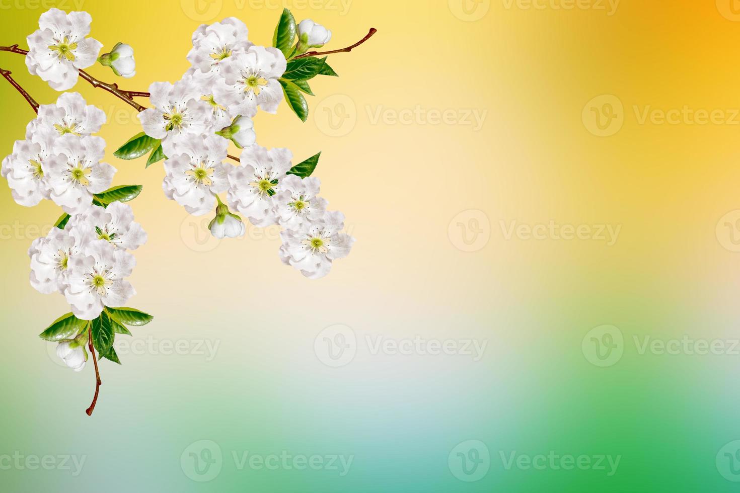 Bright colorful spring flowers photo