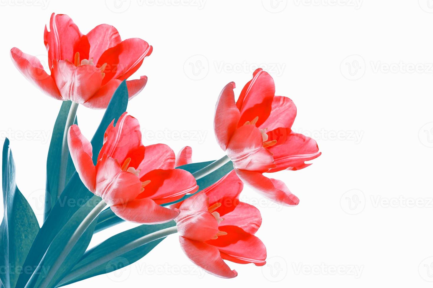 spring flowers tulips photo