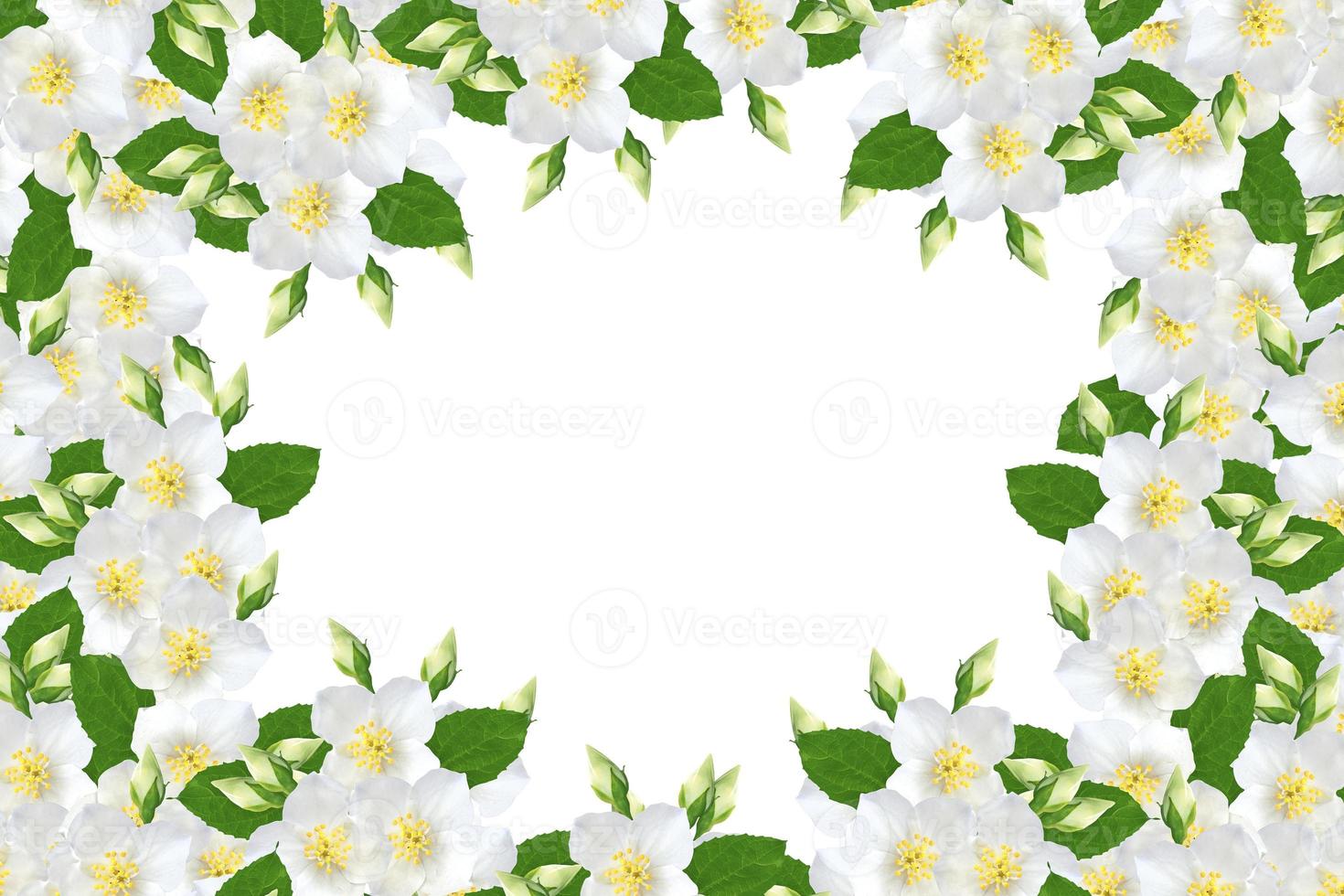 branch of jasmine flowers isolated on white background. photo