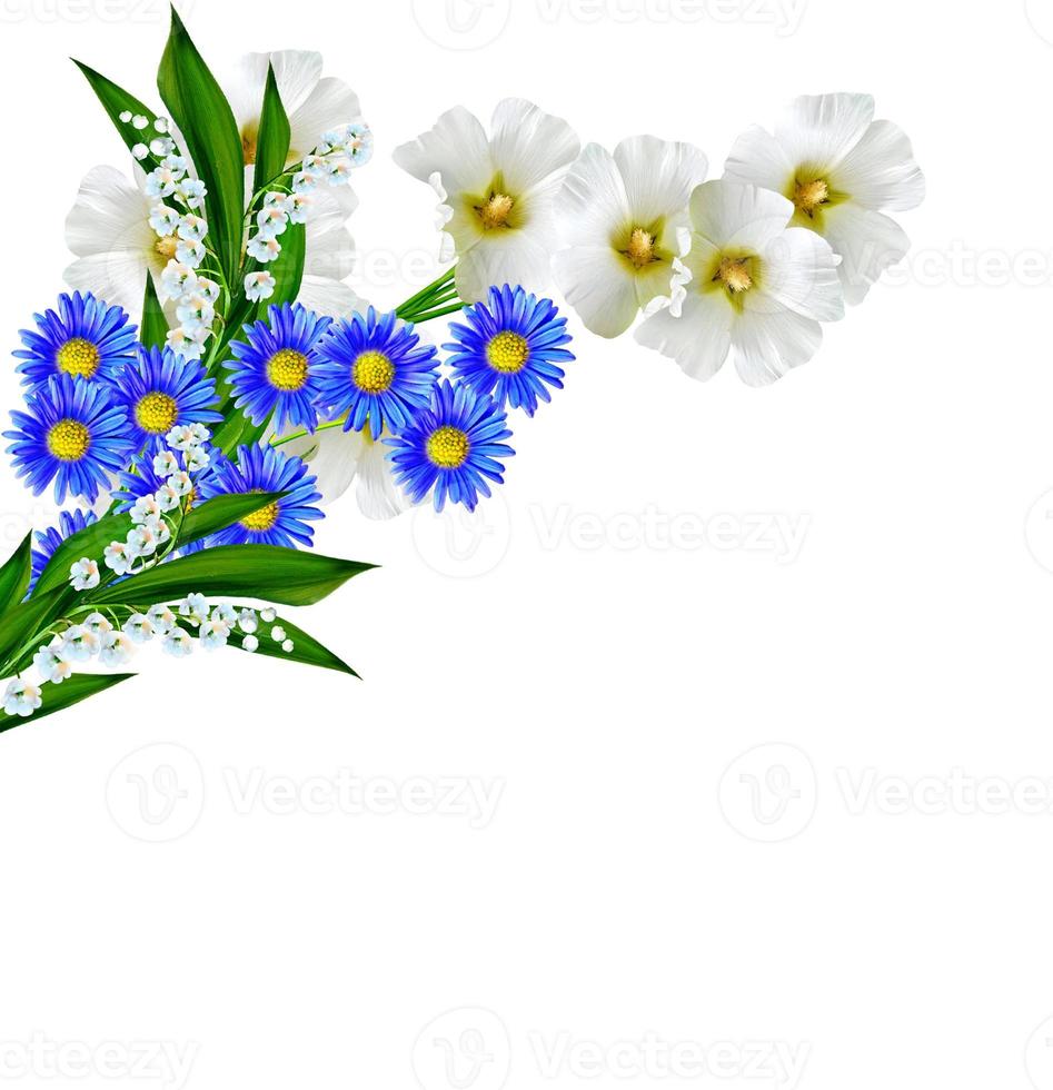 mallow flowers isolated on white background photo