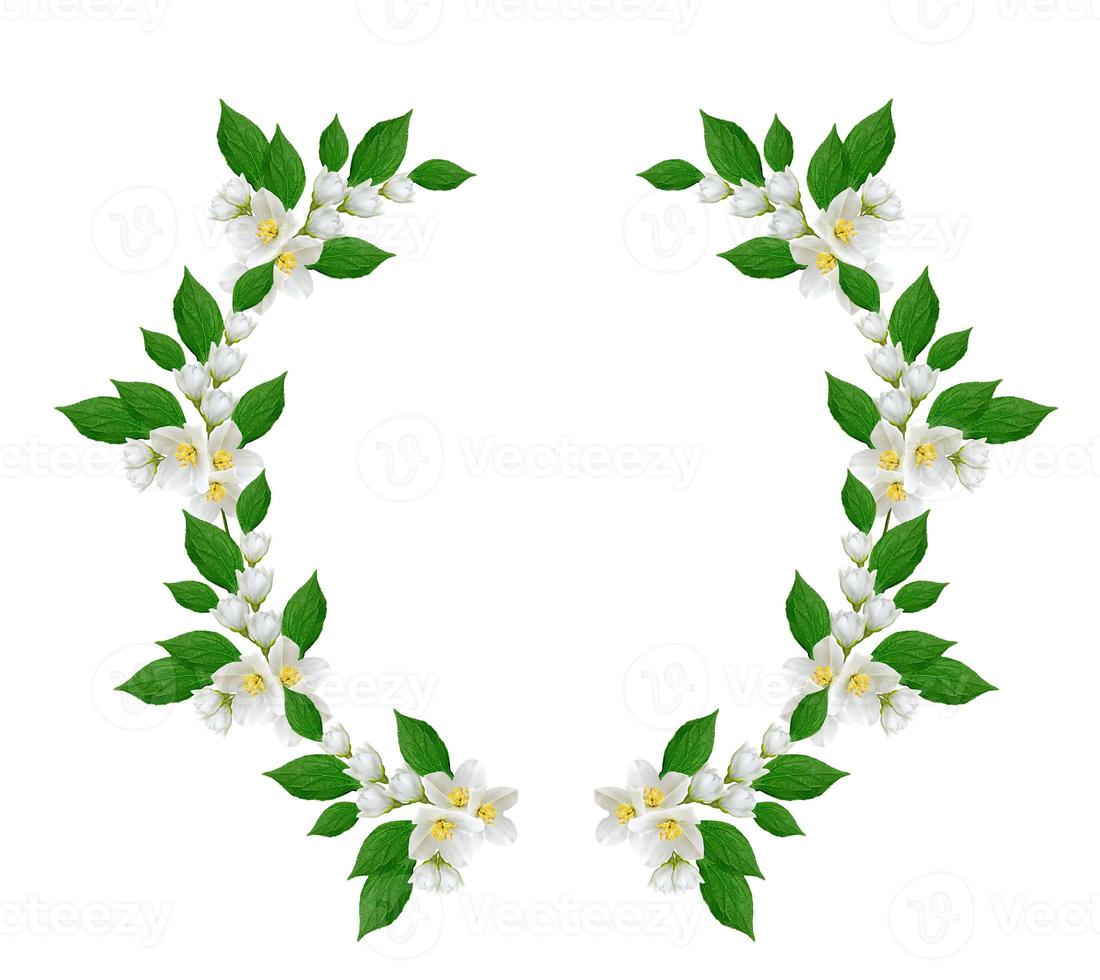 branch of jasmine flowers isolated on white background photo