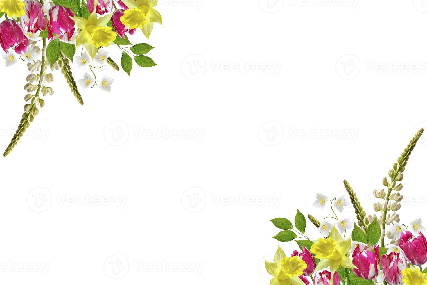altramuces hermosas flores sobre un fondo blanco foto