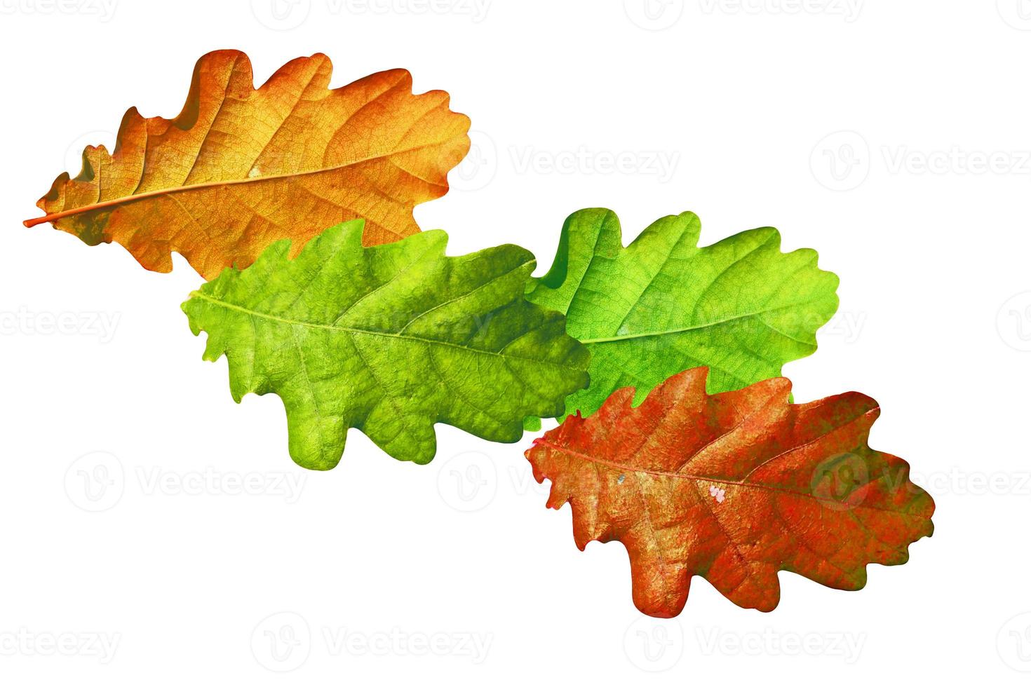 autumn leaves isolated on white background. photo