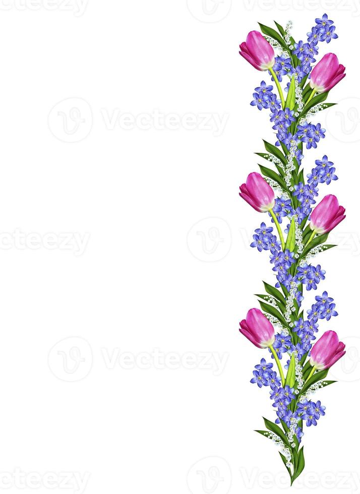 spring flowers tulips isolated on white background photo