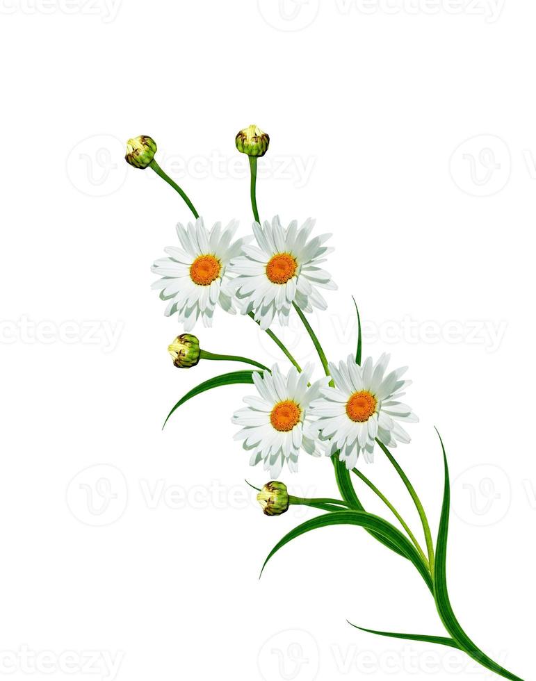 daisies summer white flower isolated on white background photo