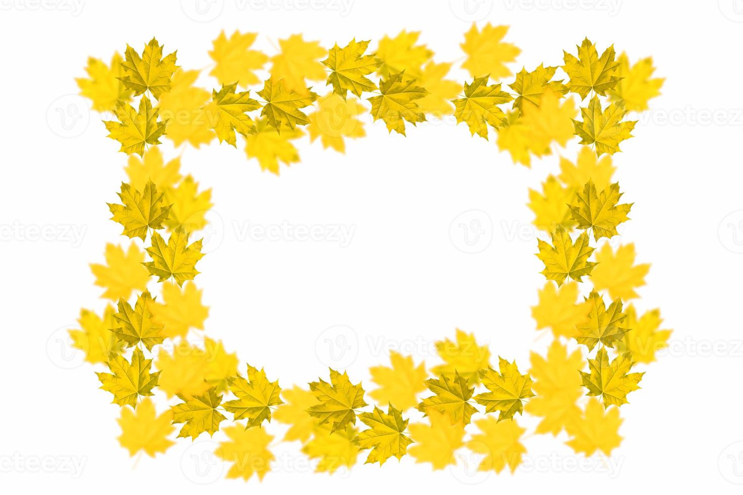 Bright colorful autumn leaves photo