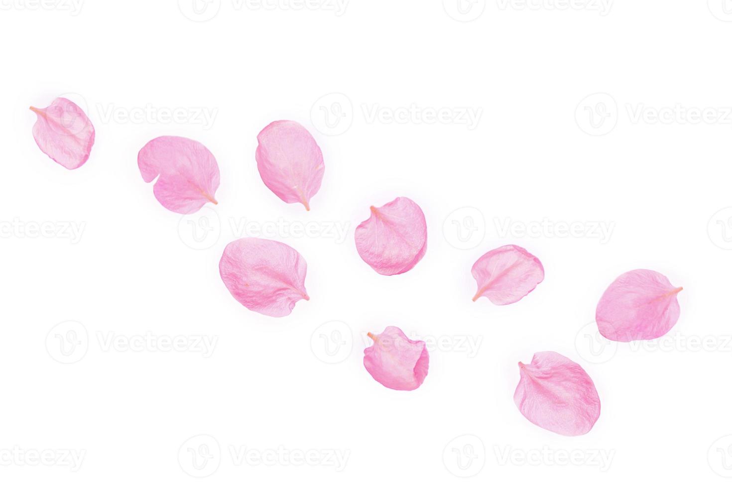 Apple tree petals isolated on white background. Flower composition. photo