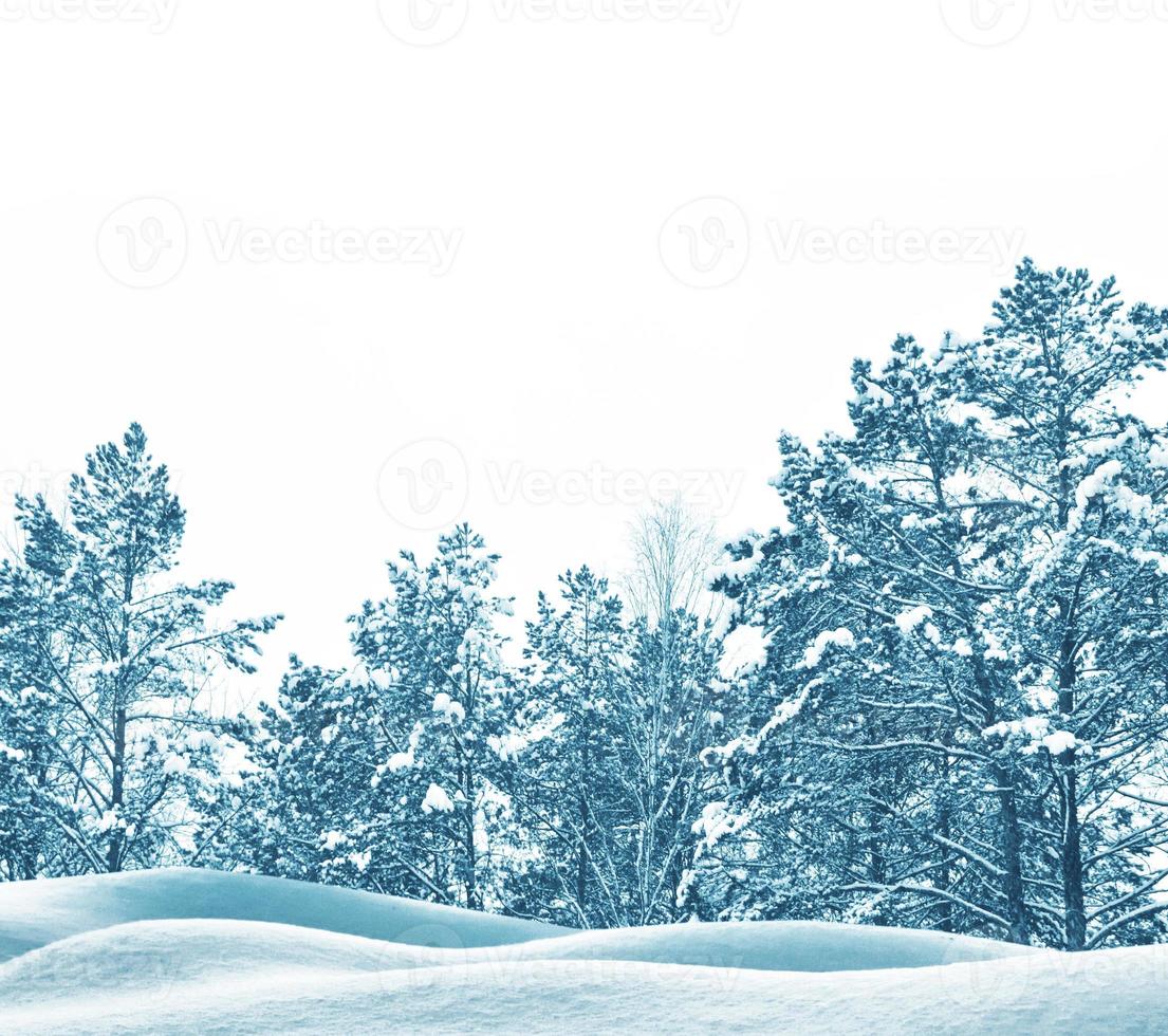 Frozen winter forest with snow covered trees. photo