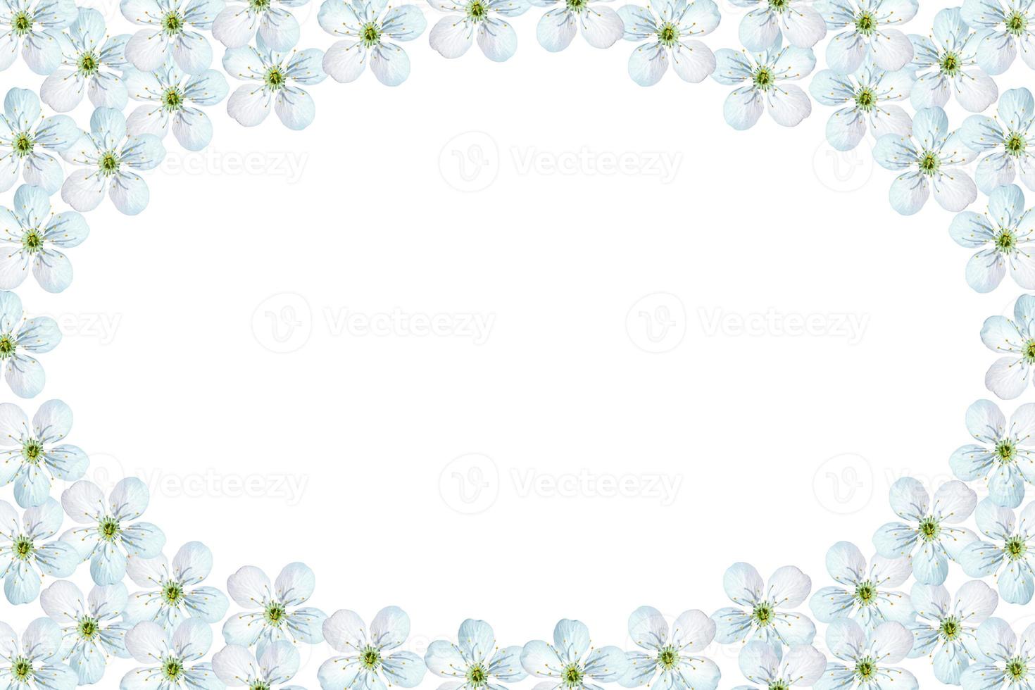 Flowering branch of apple isolated on a white background. Spring photo