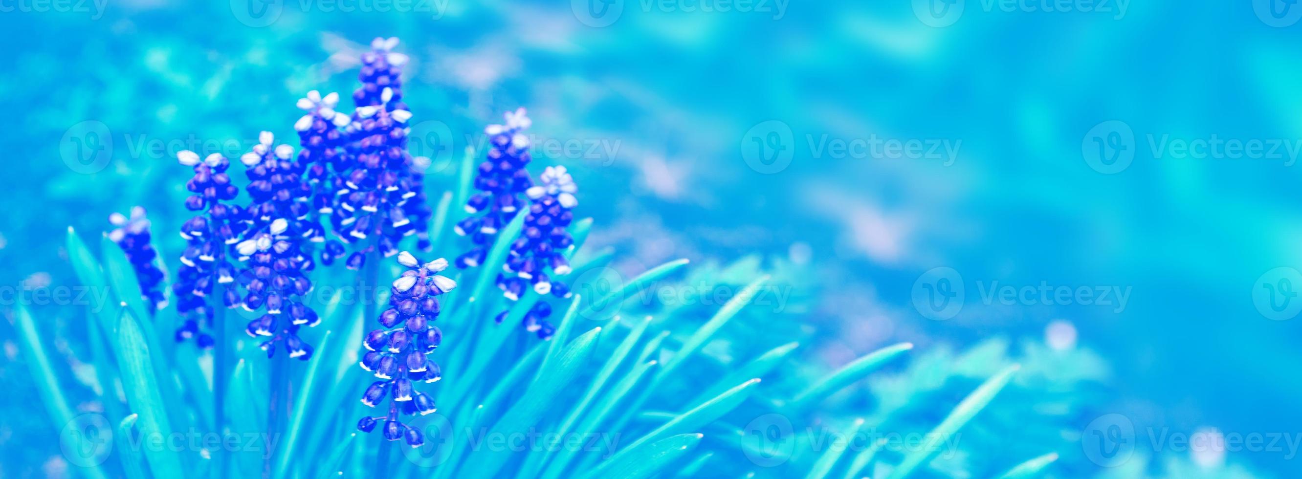 Spring flowers of hyacinth photo