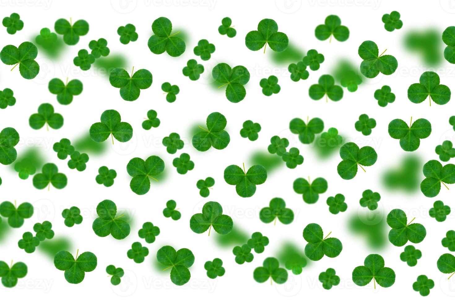 leaf clover on white background. Green foliage. St.Patrick 's Day. photo