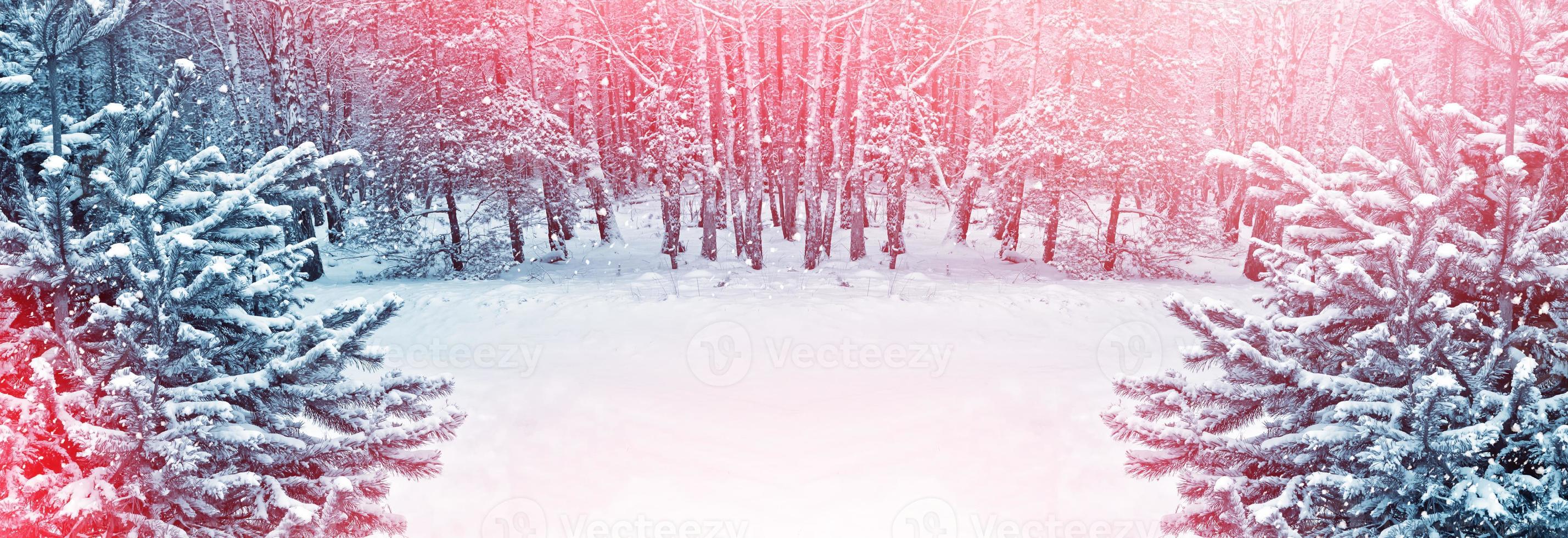 Frozen winter forest with snow covered trees. photo