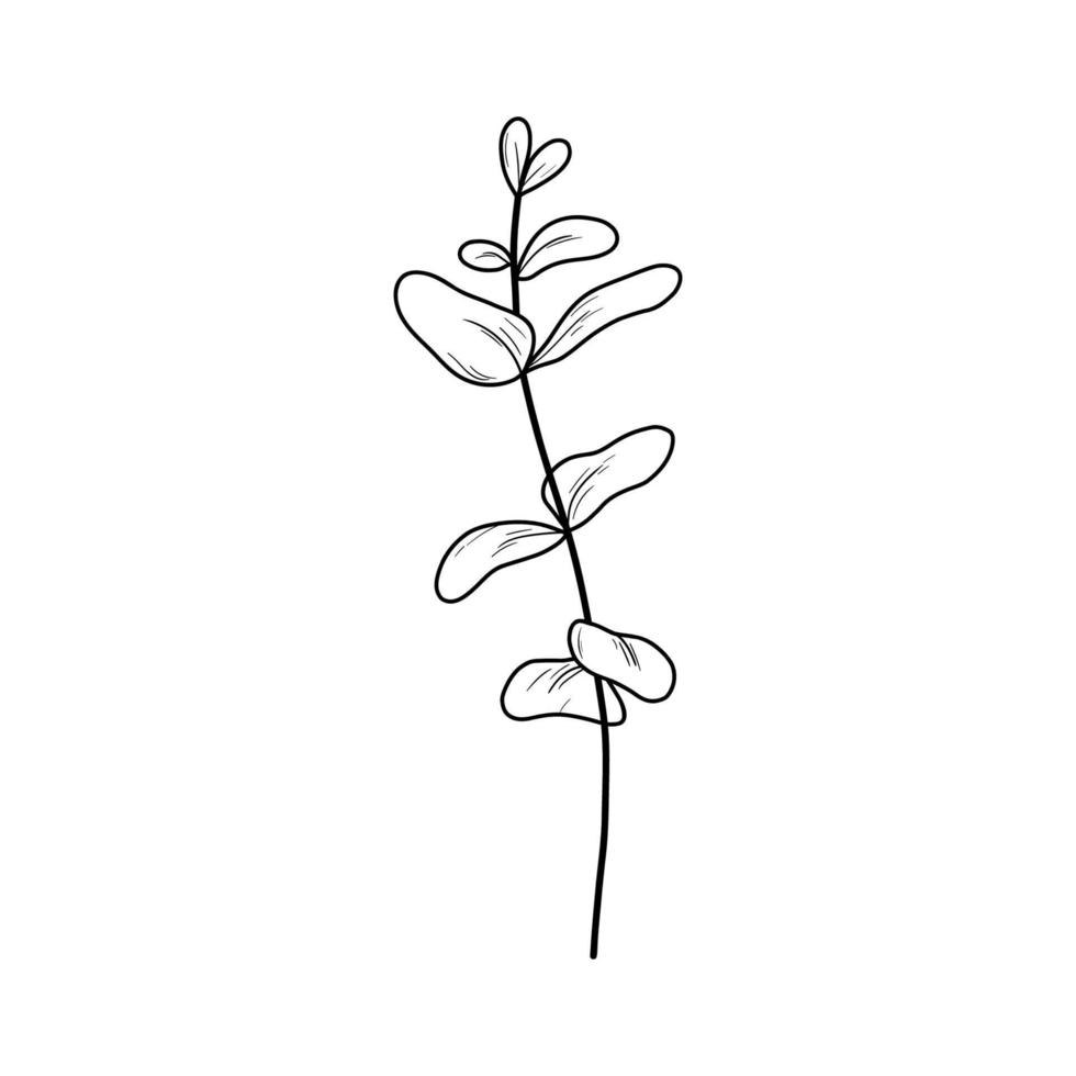 dibujo de arte de rama de eucalipto. ilustración vectorial con hojas aisladas sobre fondo blanco. planta botanica vector