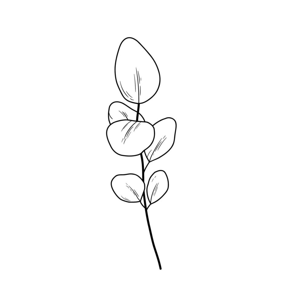Eucaliptus branch line art drawing. Vector illustration with leaves isolated on white background. Botanical plant