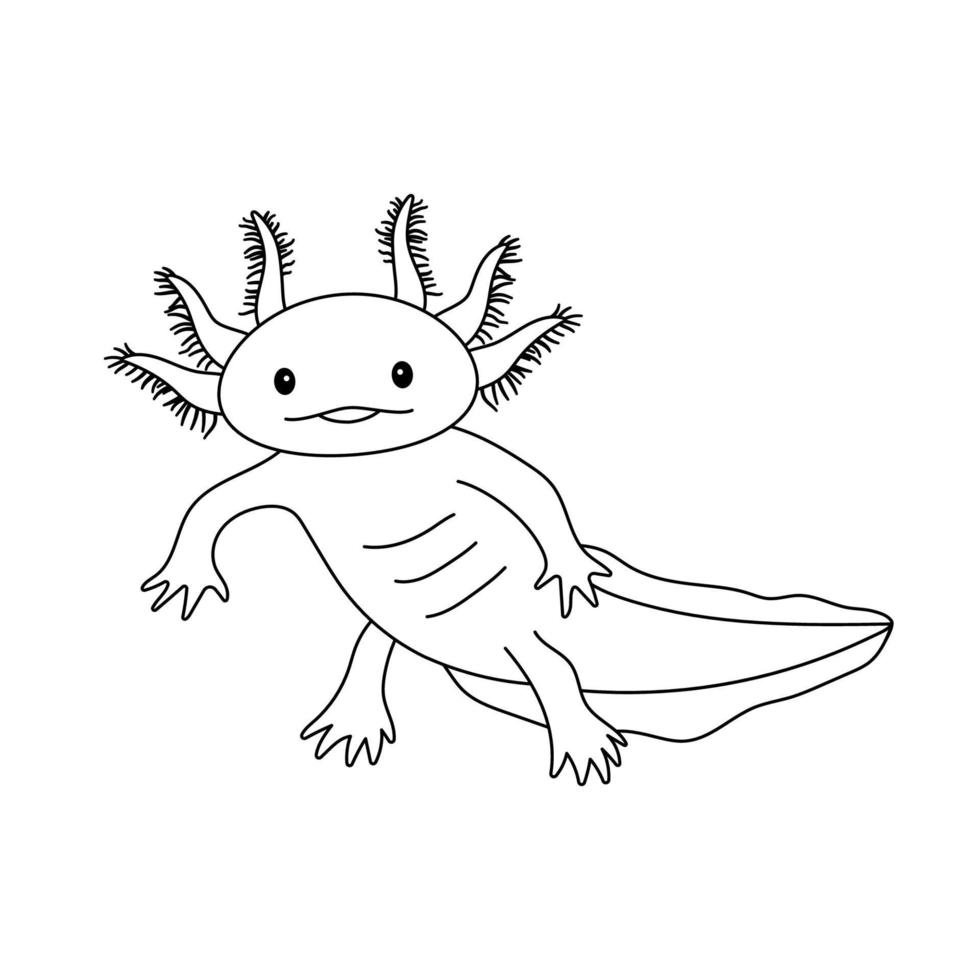 Vector illustration of cute axolotl salamander isolated on white background. Drawing in outline style for coloring book