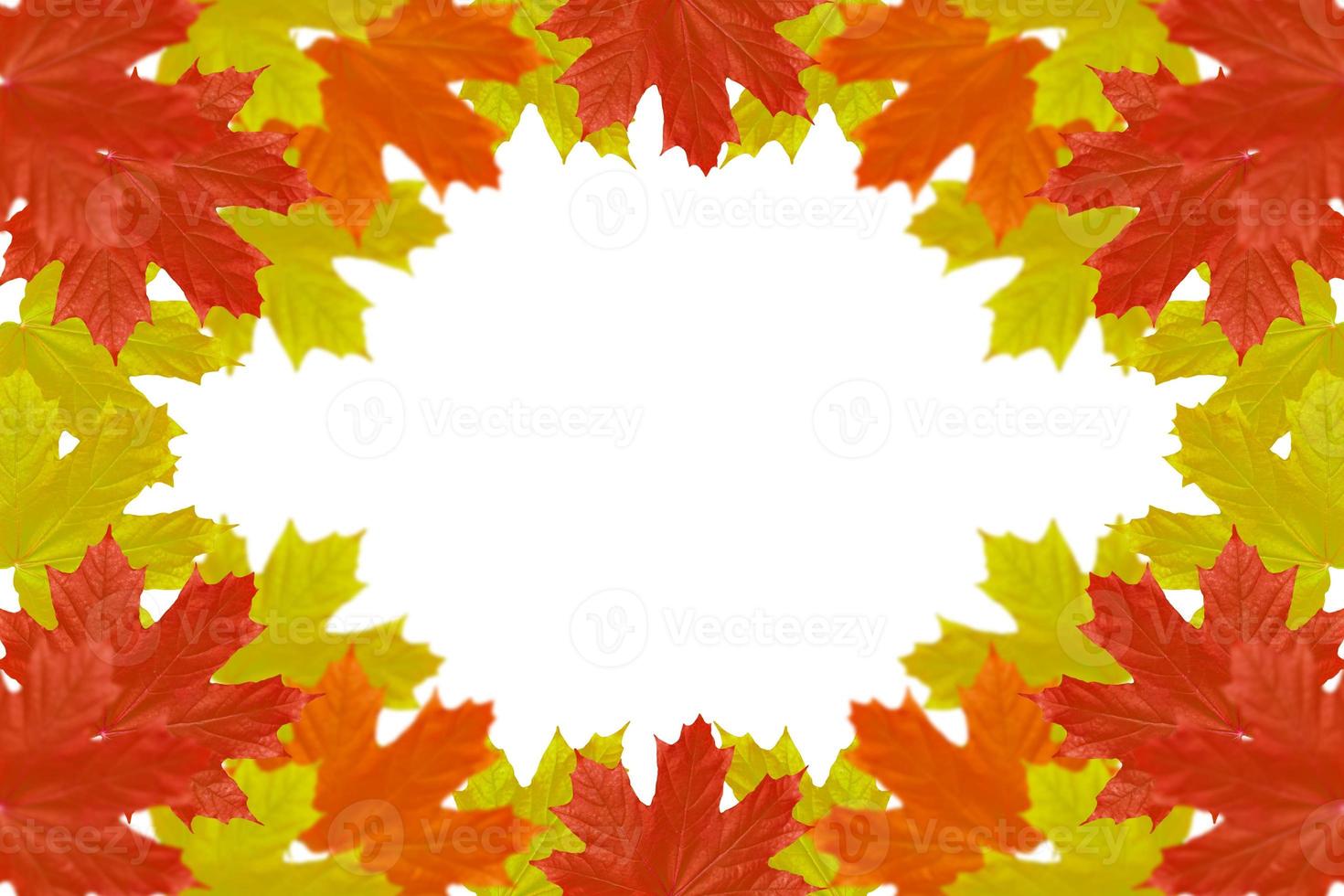 Bright colorful autumn foliage photo