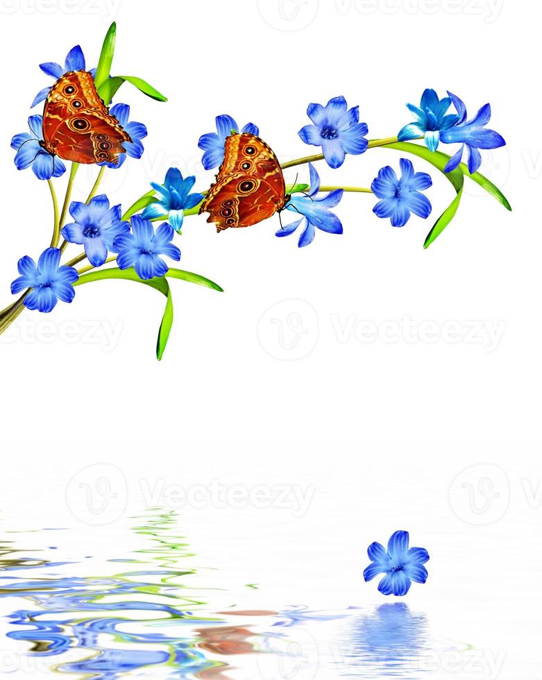 flowers and butterflies photo