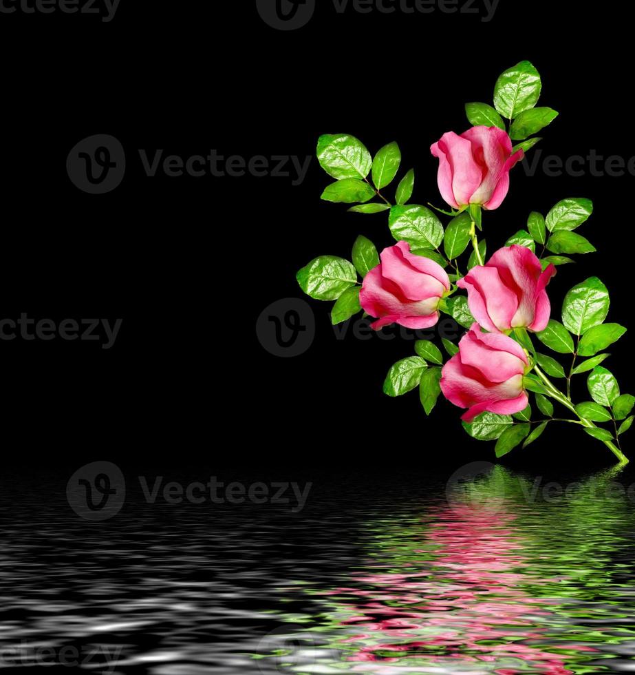 flower buds of roses isolated on black background photo
