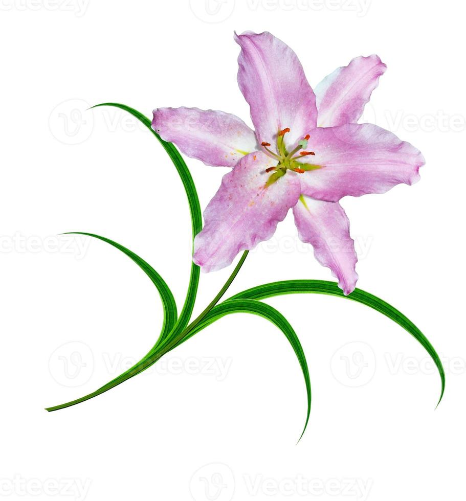 Flower lily isolated on white background. photo