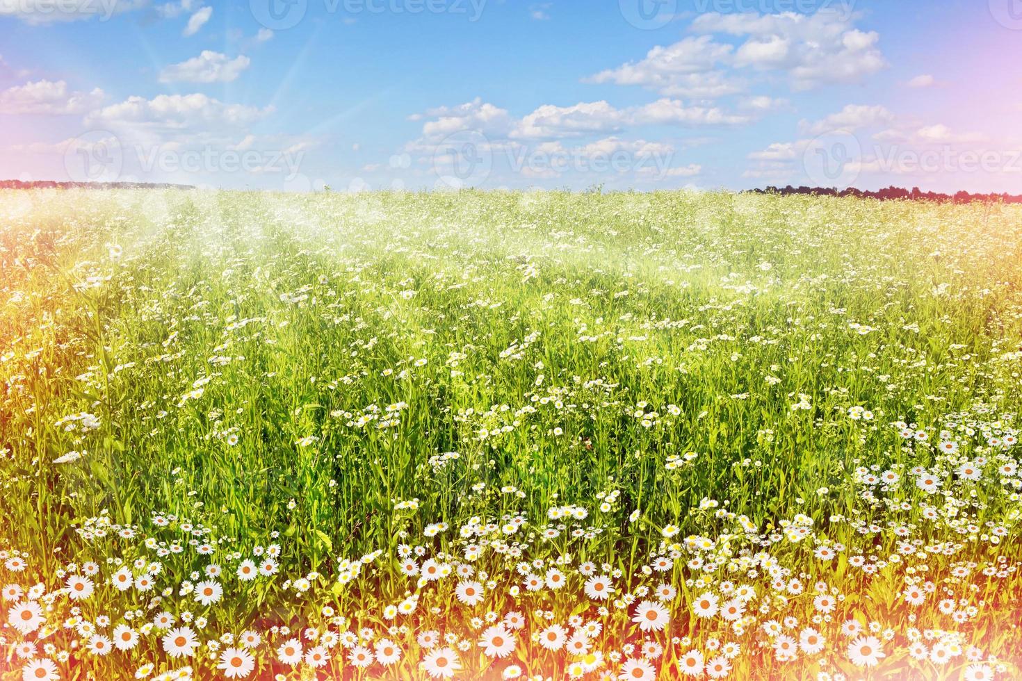 Beautiful Chamomile field photo