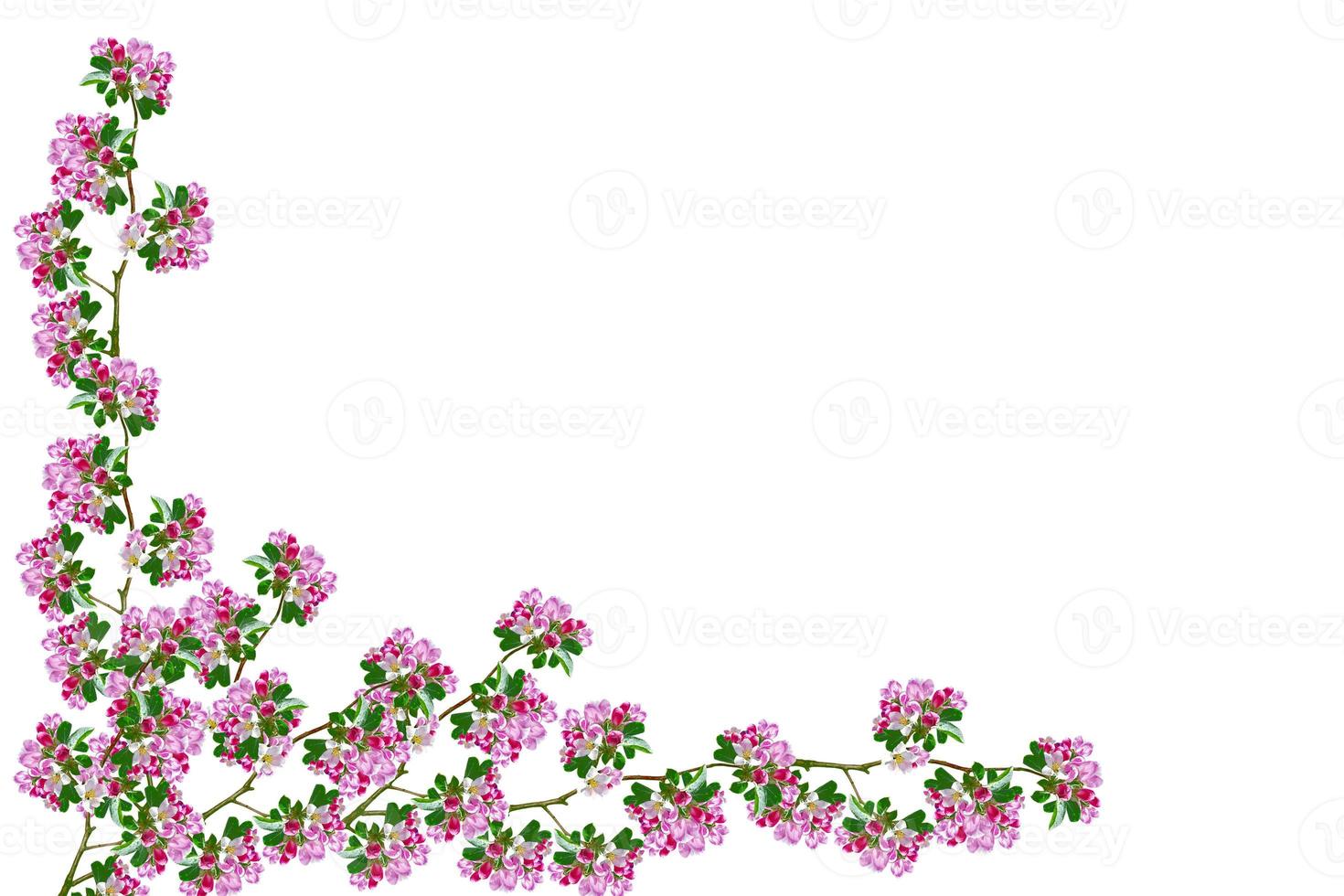 Flowering branch of apple isolated on a white background. Spring photo