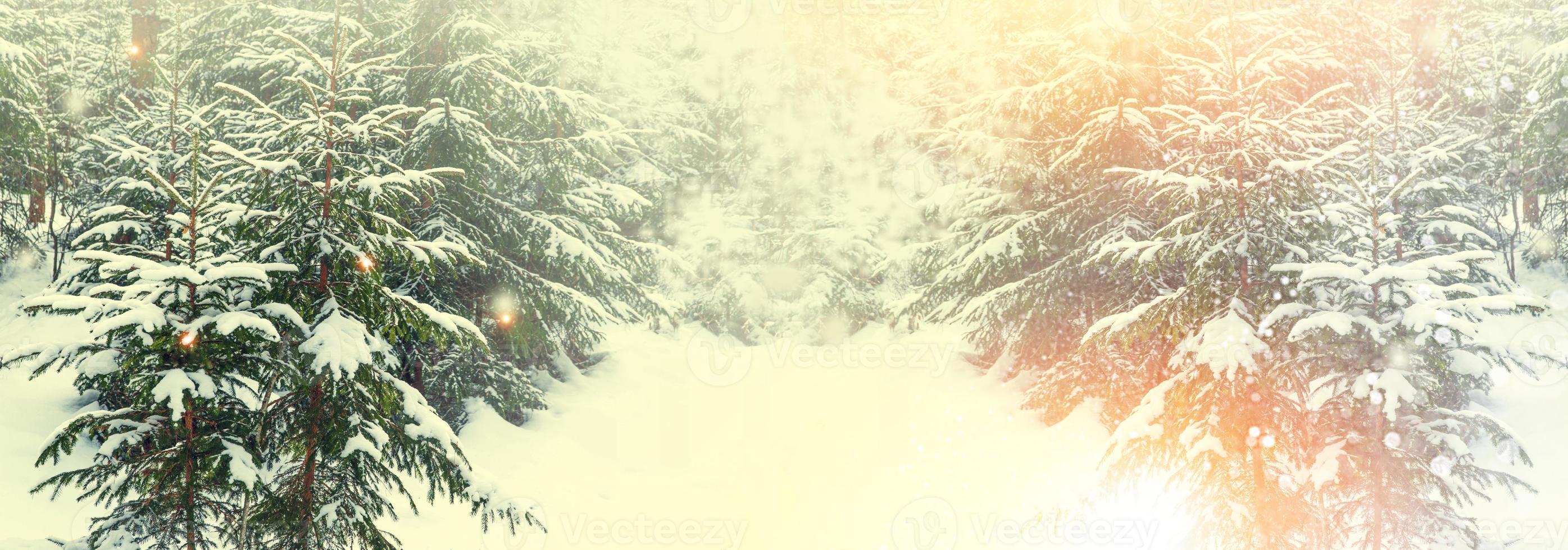 Frozen winter forest with snow covered trees. photo