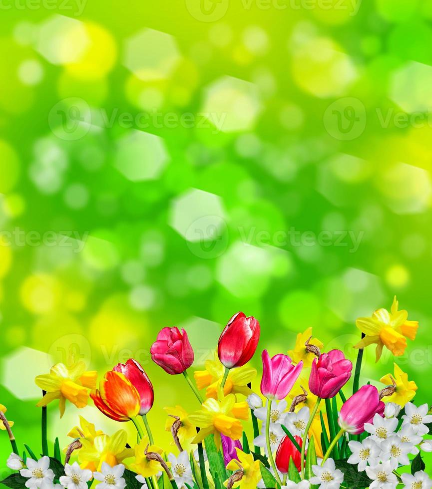 Spring flowers daffodils and tulips photo