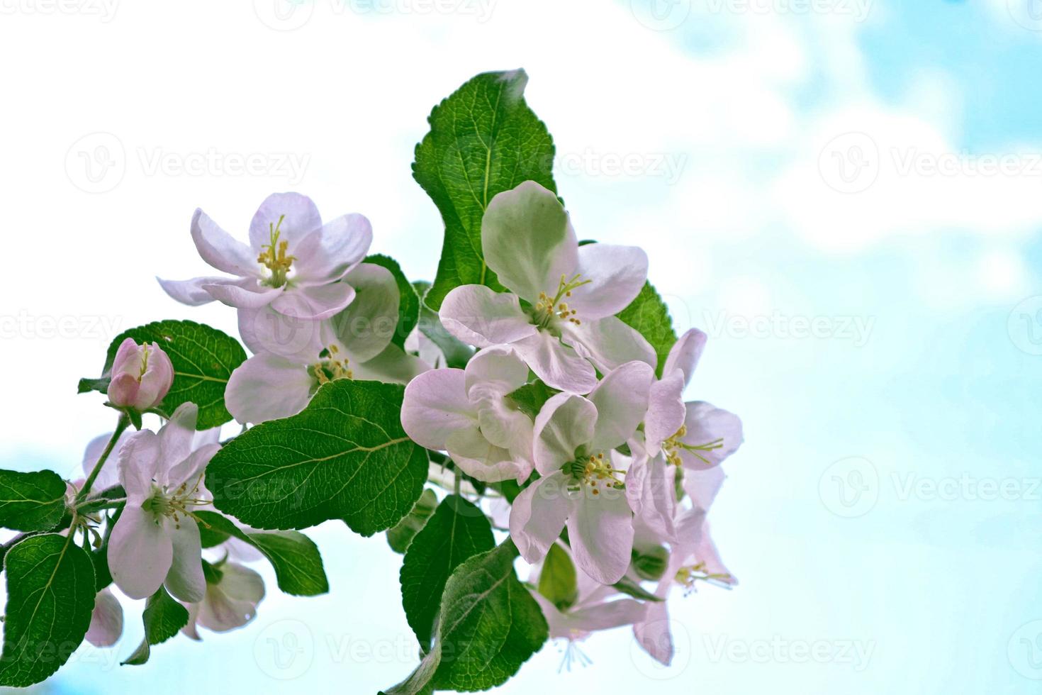 Spring garden. Flowering fruit trees. photo