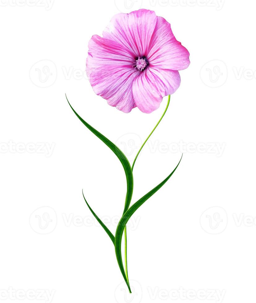 petunia flowers isolated on white background photo