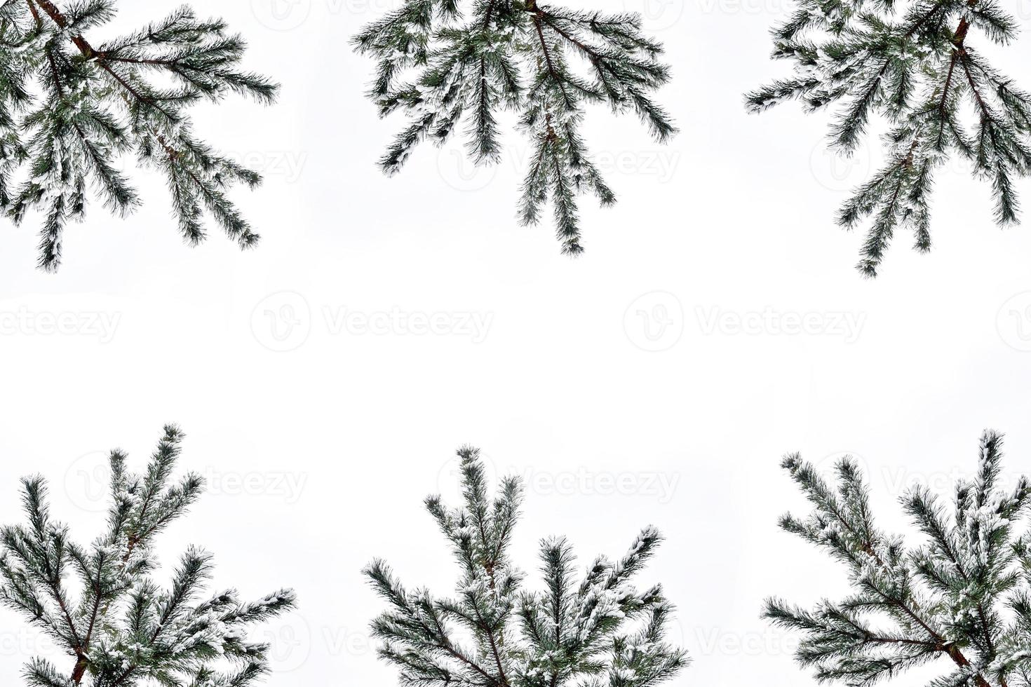 The branches of the snow covered tree Christmas tree photo