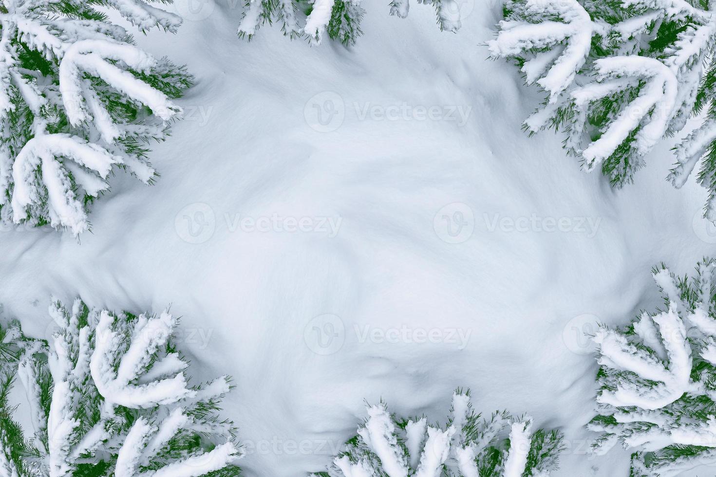 Frozen winter forest with snow covered trees. photo