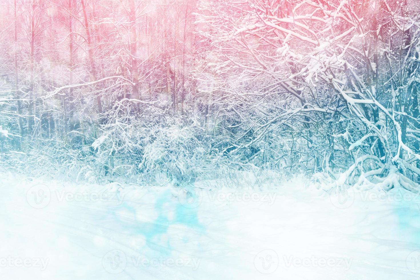 Frozen winter forest with snow covered trees. photo