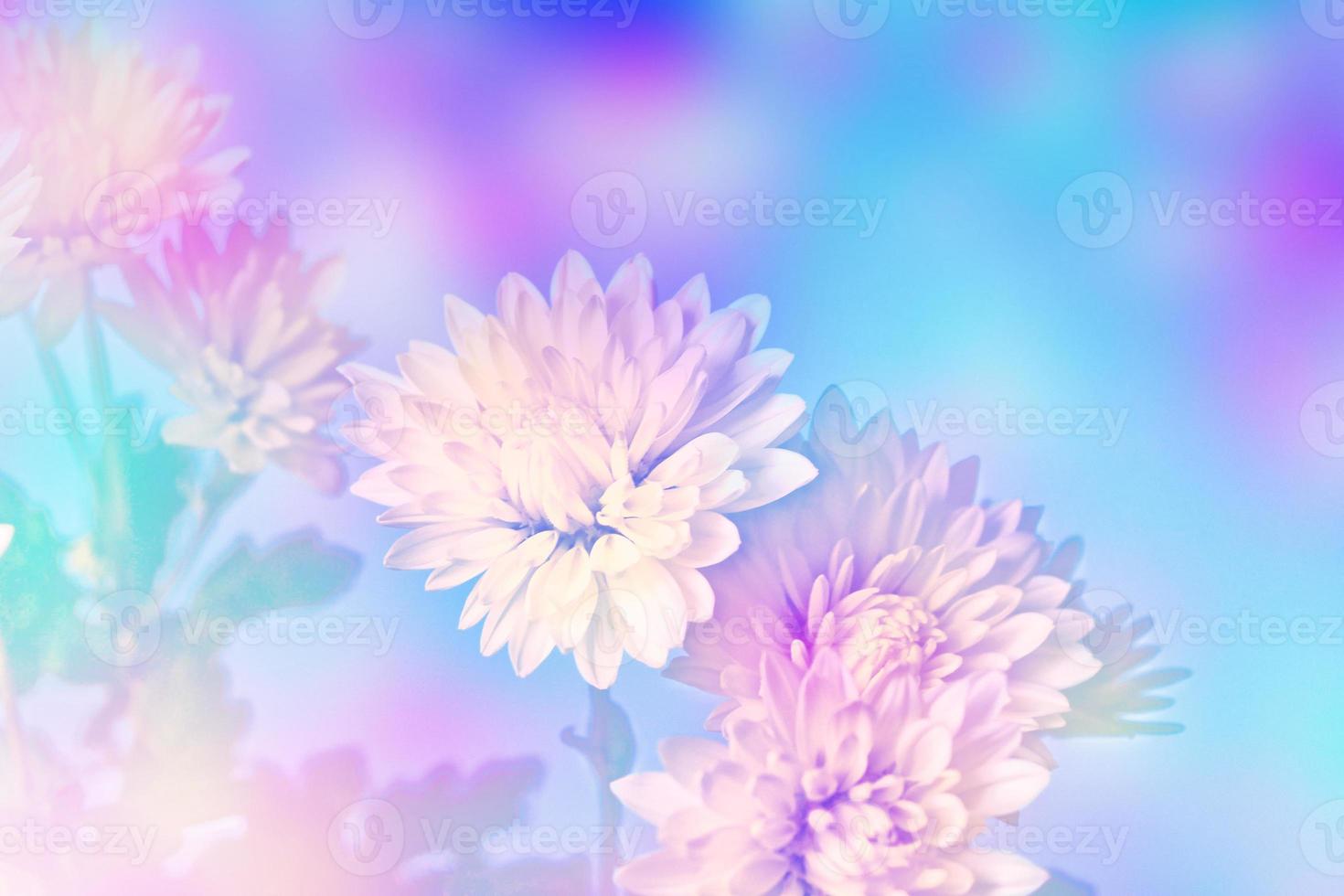 Colorful chrysanthemum flowers on a background of the autumn landscape photo