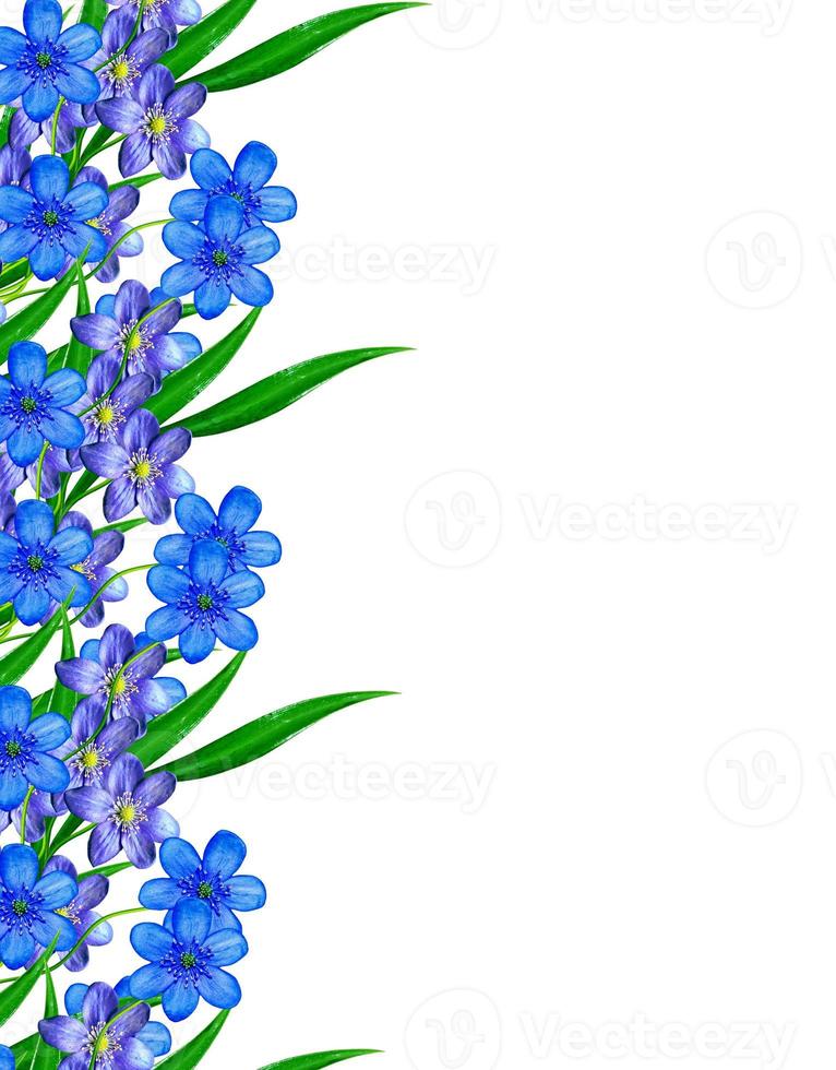 spring flowers snowdrops isolated on white background photo