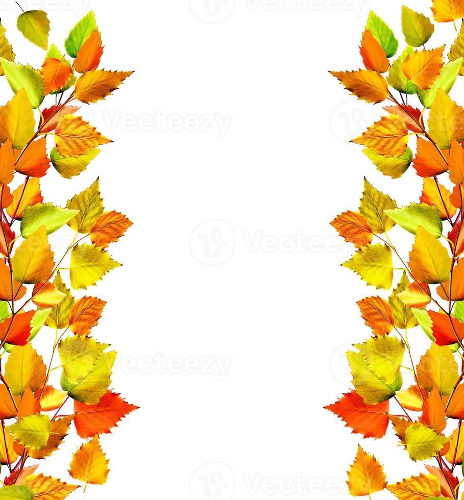 autumn leaves isolated on white background. photo