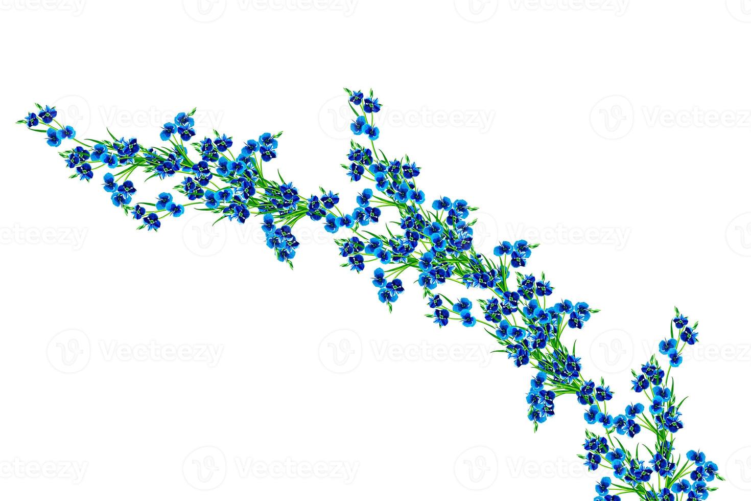 colored flowers nots isolated on white background. photo