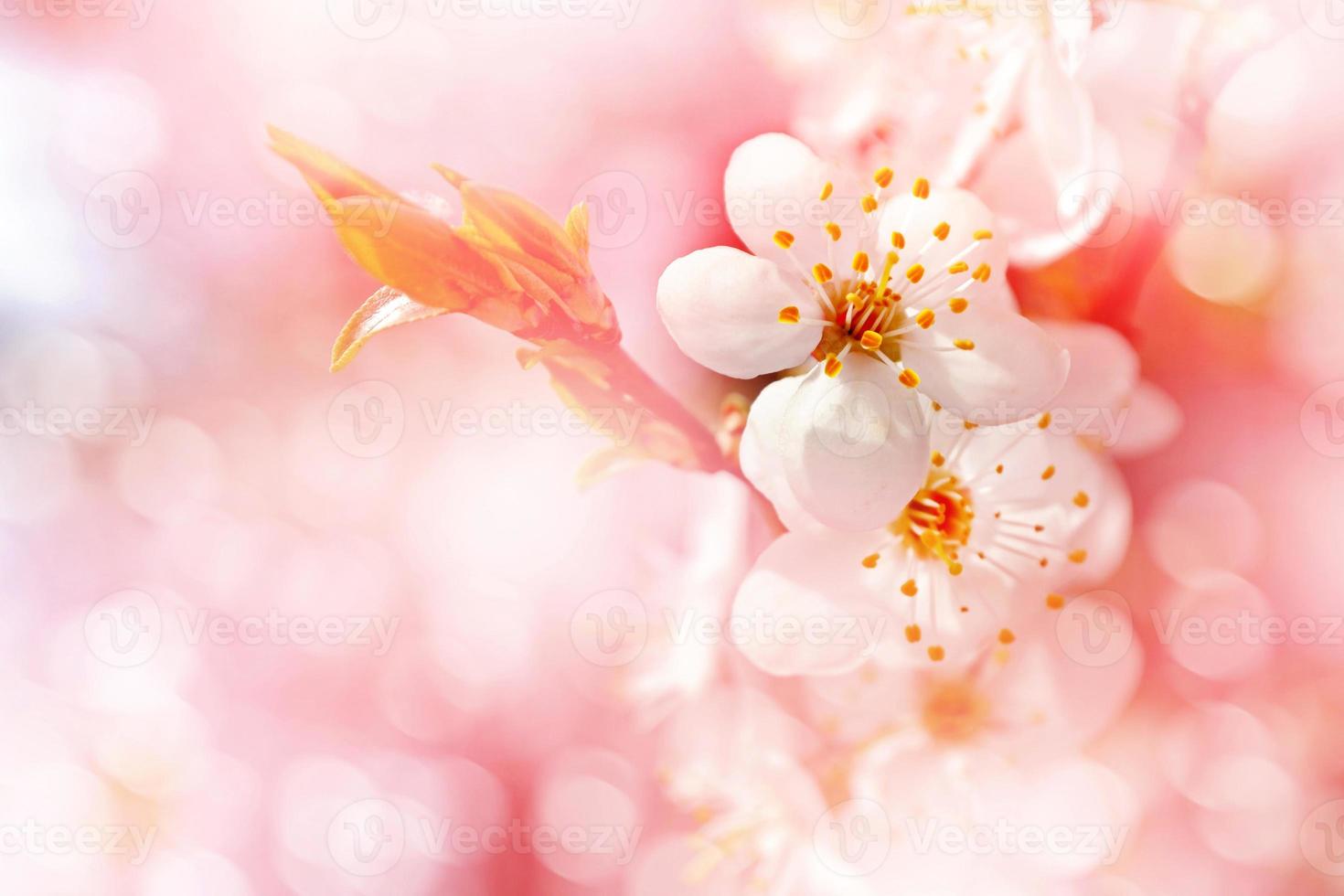 Spring landscape. Flowering branch of cherry photo