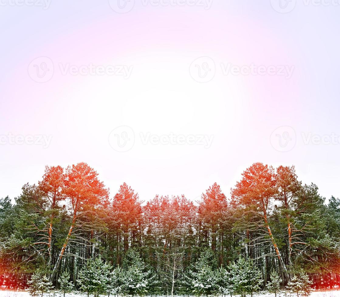 winter woods. Winter landscape. photo