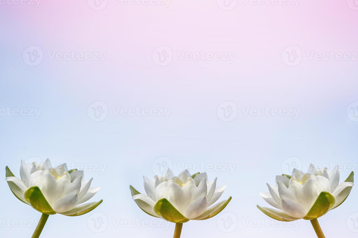 White bright and colorful flower water lily. photo