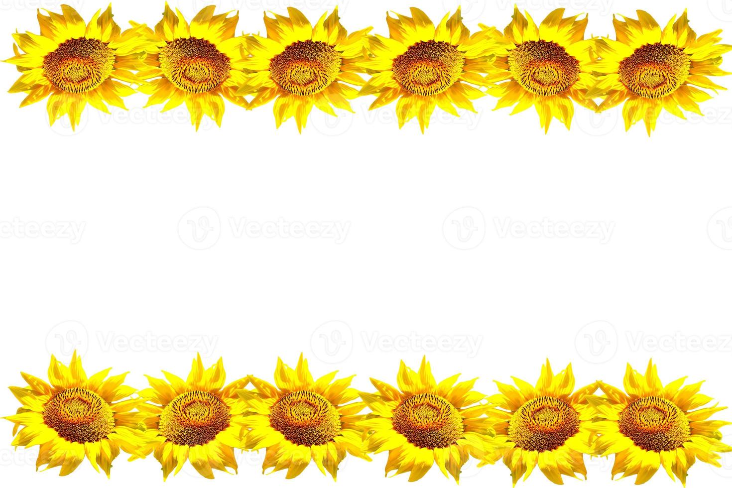 Girasol colorido aislado sobre un fondo blanco. foto