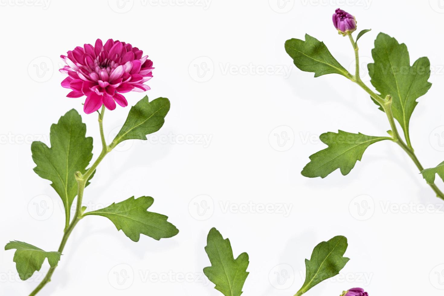 Colorful autumn flowers of chrysanthemum photo